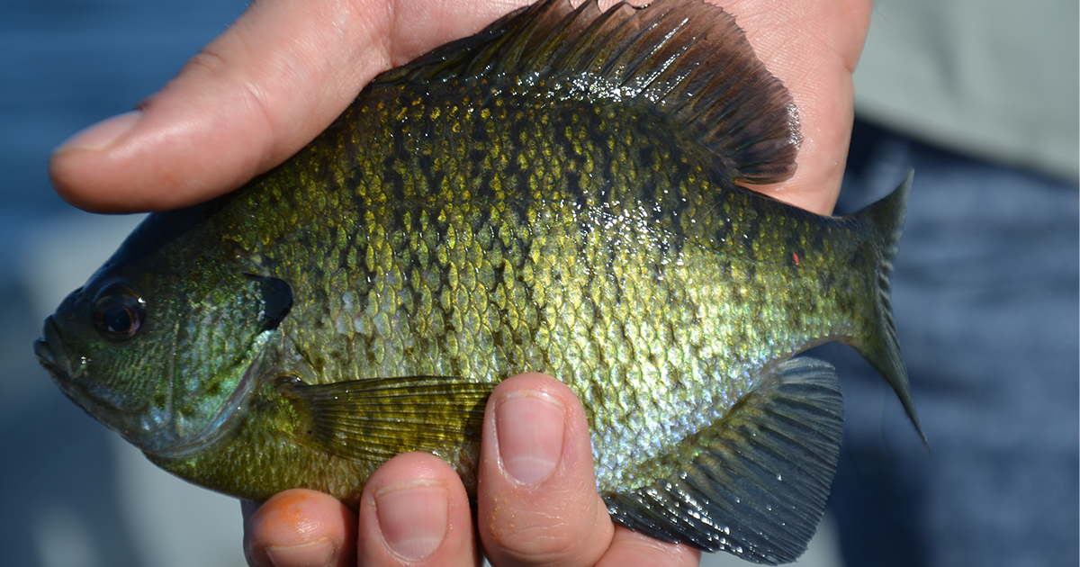Patience for Spring Panfish